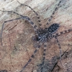 Megadolomedes australianus at Burrill Lake, NSW - 26 Aug 2022 by trevorpreston