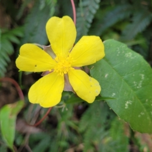 Hibbertia dentata at Burrill Lake, NSW - 26 Aug 2022 11:16 AM