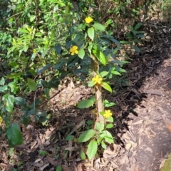Hibbertia dentata at Burrill Lake, NSW - 26 Aug 2022 11:16 AM