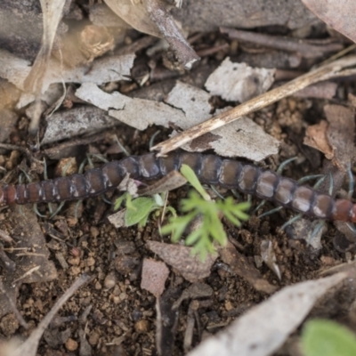 Scolopendromorpha (order) (A centipede) at Lake Ginninderra - 25 Aug 2022 by AlisonMilton