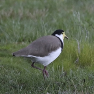 Vanellus miles at Belconnen, ACT - 25 Aug 2022 03:13 PM