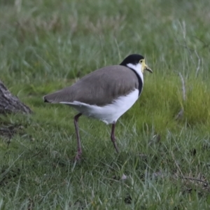 Vanellus miles at Belconnen, ACT - 25 Aug 2022 03:13 PM