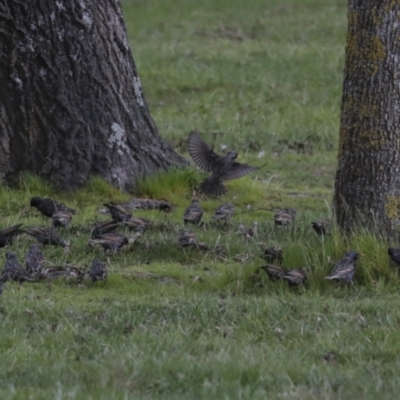 Sturnus vulgaris (Common Starling) at Belconnen, ACT - 25 Aug 2022 by AlisonMilton