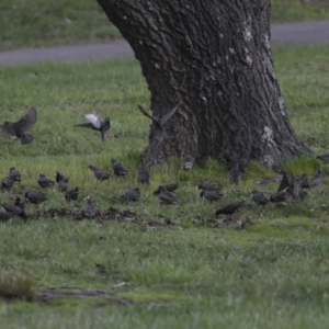 Sturnus vulgaris at Belconnen, ACT - 25 Aug 2022