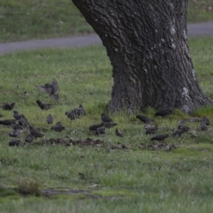 Sturnus vulgaris at Belconnen, ACT - 25 Aug 2022