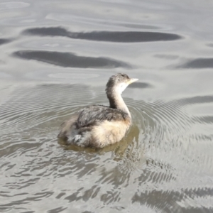 Tachybaptus novaehollandiae at Belconnen, ACT - 25 Aug 2022