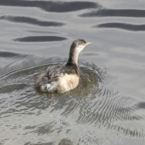 Tachybaptus novaehollandiae at Belconnen, ACT - 25 Aug 2022