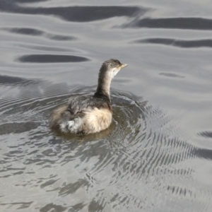 Tachybaptus novaehollandiae at Belconnen, ACT - 25 Aug 2022