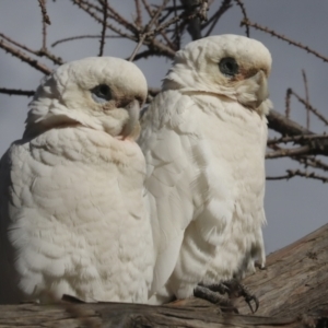 Cacatua sanguinea at Belconnen, ACT - 25 Aug 2022