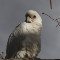 Cacatua sanguinea at Belconnen, ACT - 25 Aug 2022