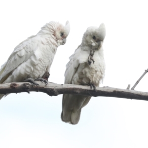 Cacatua sanguinea at Belconnen, ACT - 25 Aug 2022