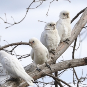 Cacatua sanguinea at Belconnen, ACT - 25 Aug 2022