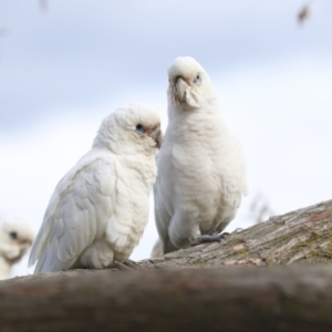 Cacatua sanguinea at Belconnen, ACT - 25 Aug 2022