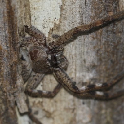 Sparassidae (family) (A Huntsman Spider) at McKellar, ACT - 25 Aug 2022 by AlisonMilton