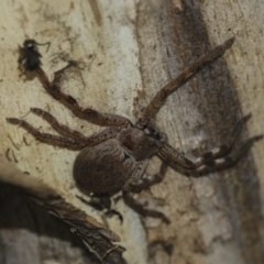 Sparassidae (family) at McKellar, ACT - 25 Aug 2022 01:11 PM