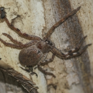 Sparassidae (family) at McKellar, ACT - 25 Aug 2022 01:11 PM