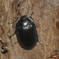 Pterohelaeus striatopunctatus (Darkling beetle) at McKellar, ACT - 25 Aug 2022 by AlisonMilton