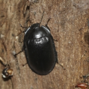 Pterohelaeus striatopunctatus at McKellar, ACT - 25 Aug 2022