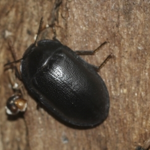 Pterohelaeus striatopunctatus at McKellar, ACT - 25 Aug 2022