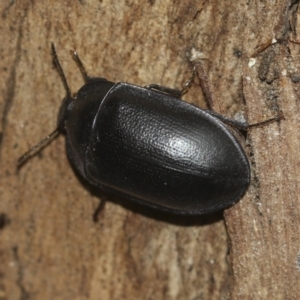 Pterohelaeus striatopunctatus at McKellar, ACT - 25 Aug 2022