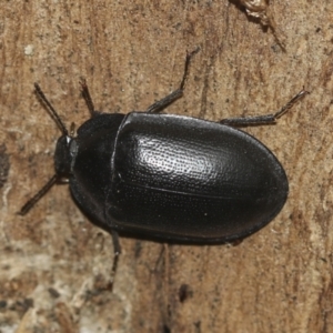 Pterohelaeus striatopunctatus at McKellar, ACT - 25 Aug 2022