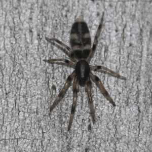 Lampona cylindrata at McKellar, ACT - 25 Aug 2022