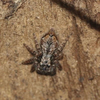 Servaea incana (Hoary Servaea) at McKellar, ACT - 25 Aug 2022 by AlisonMilton