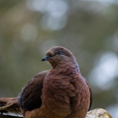 Macropygia phasianella (Brown Cuckoo-dove) at Penrose, NSW - 12 Aug 2022 by Aussiegall