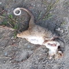 Pseudocheirus peregrinus (Common Ringtail Possum) at Penrose, NSW - 22 Aug 2022 by Aussiegall