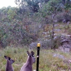 Macropus giganteus (Eastern Grey Kangaroo) at Mount Taylor - 26 Mar 2022 by MountTaylorParkcareGroup