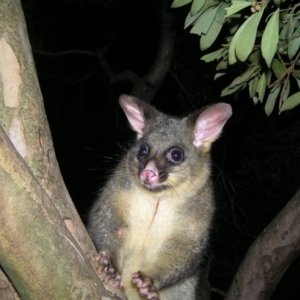 Trichosurus vulpecula at Kambah, ACT - 25 Aug 2022 08:45 PM