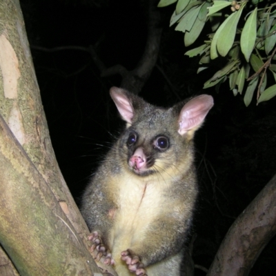 Trichosurus vulpecula (Common Brushtail Possum) at Kambah, ACT - 25 Aug 2022 by MatthewFrawley