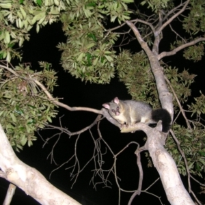 Trichosurus vulpecula at Kambah, ACT - 25 Aug 2022 08:45 PM