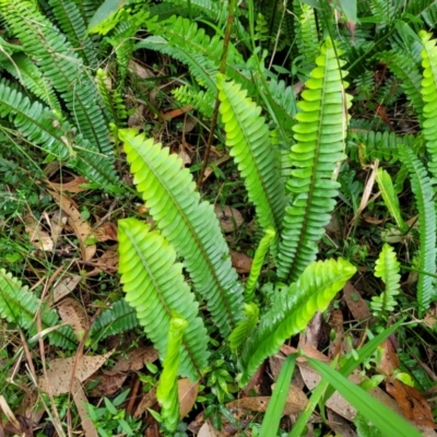 Nephrolepis cordifolia (Fishbone Fern) at Ulladulla, NSW - 27 Aug 2022 by trevorpreston