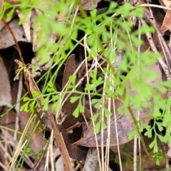 Lindsaea microphylla (Lacy Wedge-fern) at Ulladulla, NSW - 27 Aug 2022 by trevorpreston