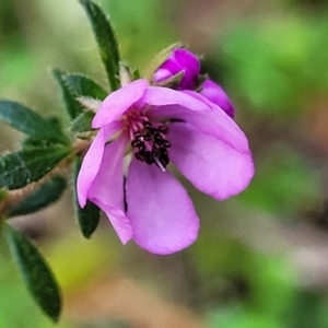 Tetratheca thymifolia at Ulladulla, NSW - 27 Aug 2022 09:34 AM