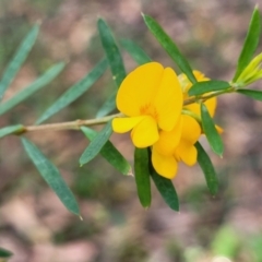 Pultenaea blakelyi (Blakely's Bush-pea) at Ulladulla, NSW - 26 Aug 2022 by trevorpreston