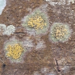 Unidentified Lichen at Ulladulla, NSW - 26 Aug 2022 by trevorpreston