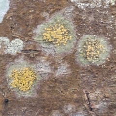 Unverified Lichen at Ulladulla, NSW - 27 Aug 2022 by trevorpreston