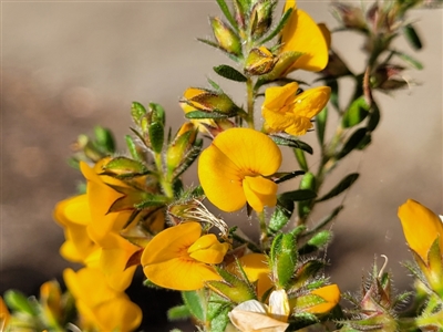 Pultenaea villosa (Hairy Bush-pea) at Ulladulla, NSW - 27 Aug 2022 by trevorpreston