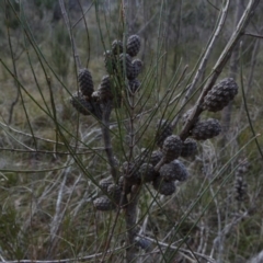 Allocasuarina paludosa (Swamp She-oak) at Borough, NSW - 25 Aug 2022 by Paul4K