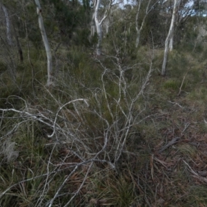 Allocasuarina paludosa at Borough, NSW - suppressed