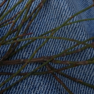 Allocasuarina paludosa at Borough, NSW - suppressed