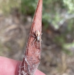 Phryganoporus candidus (Foliage-webbing social spider) at Jerrabomberra, NSW - 27 Aug 2022 by Mavis