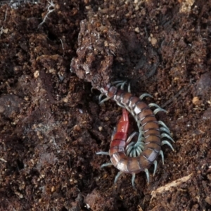 Scolopendromorpha (order) at Borough, NSW - suppressed