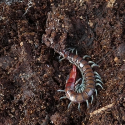 Scolopendromorpha (order) (A centipede) at Boro - 24 Aug 2022 by Paul4K