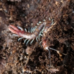 Scolopendromorpha (order) at Borough, NSW - suppressed