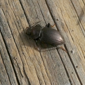 Adelium pustulosum at Borough, NSW - 26 Aug 2022