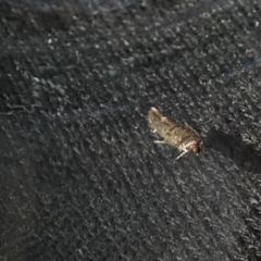 Oecophoridae (family) at Borough, NSW - 26 Aug 2022