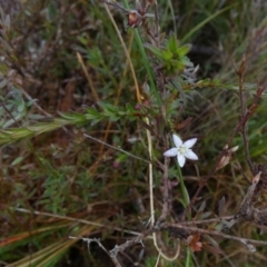 Rhytidosporum procumbens (White Marianth) at Borough, NSW - 26 Aug 2022 by Paul4K